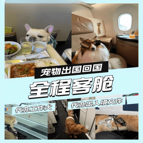 梧州市宠物托运到白俄罗斯宠物入境规定和要求